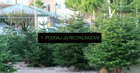 Jak pozbyć się choinki po świętach? 5 eko-sposobów