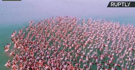 Stado w flamingów odpoczywało w jeziorze w Kazachstanie. Wędrują na południe
