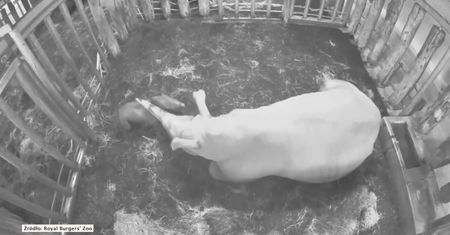 Narodziny nosorożca białego w belgijskim zoo