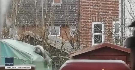 Królik wskoczył na dach, żeby pobawić się… z kotem!