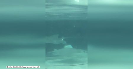 Radość w oceanarium. Płaszczka wydała na świat potomstwo na oczach gości