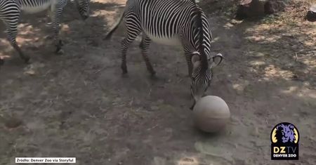 Prawdziwe przyjęcie urodzinowe. Zebra Zinfandela skończyła 25 lat
