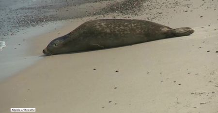 „To foki są u siebie”. Stacja Morska na Helu apeluje, by nie zbliżać się do fok na plaży