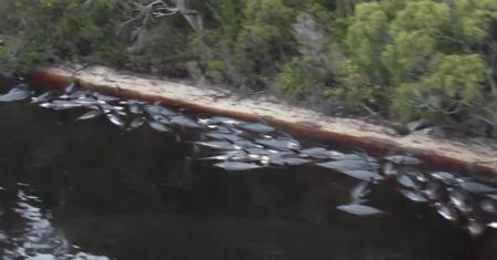 15 zmarłych wielorybów pogrzebanych u wybrzeży Australii. Utknęły na mieliźnie w pobliżu Tanzanii