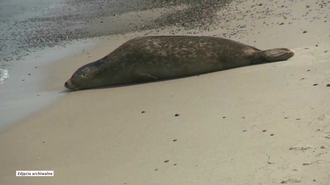 „To foki są u siebie”. Stacja Morska na Helu apeluje, by nie zbliżać się do fok na plaży