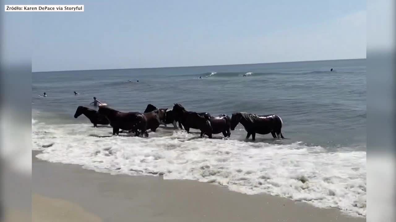 Stado dzikich koni szukające ochłody podczas upału wykąpało się w Oceanie Atlantyckim