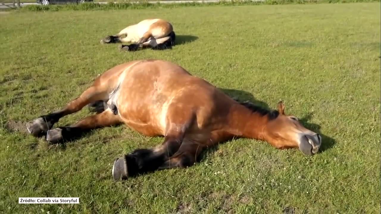 Konie też chrapią! Jak wygląda drzemka w ich wykonaniu?