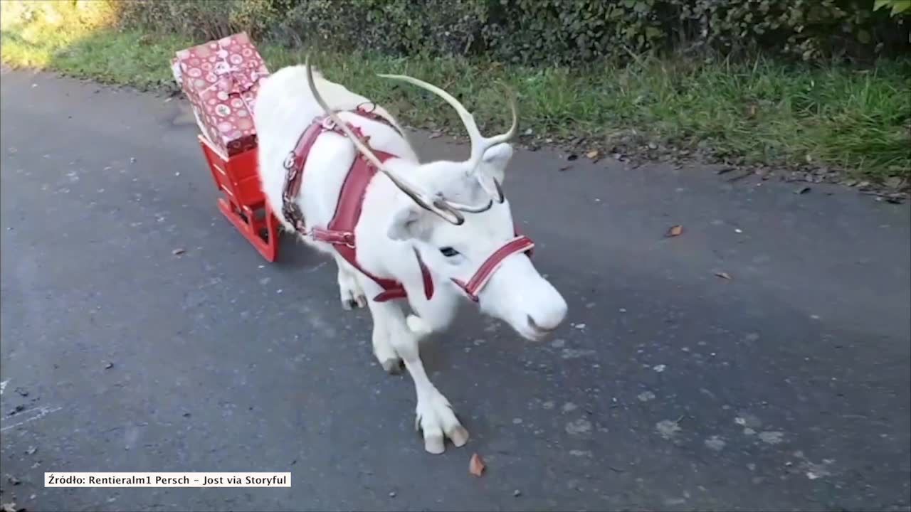 Biały renifer wyruszył już ze świątecznymi podarkami