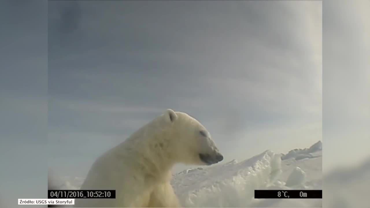 Tak żyją niedźwiedzie polarne. Nagrania z kamer umocowanych na zwierzętach