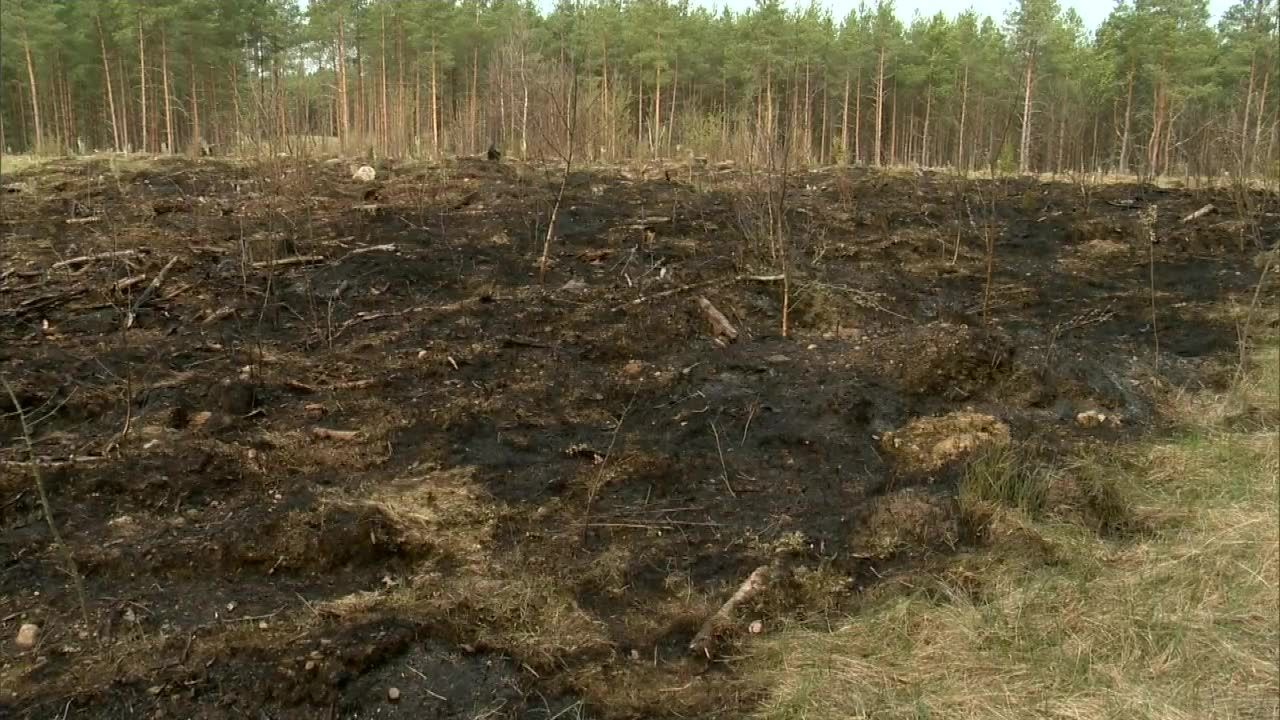 “Ściółka leśna to zarzewie ognia”. Najwyższy stopień zagrożenia pożarowego w polskich lasach