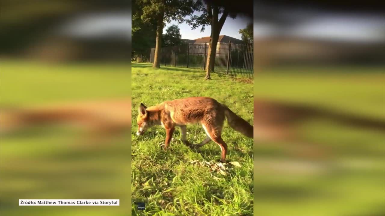 Przyjazny lis nie tylko nie boi się człowieka, ale zaczepia go niczym pies