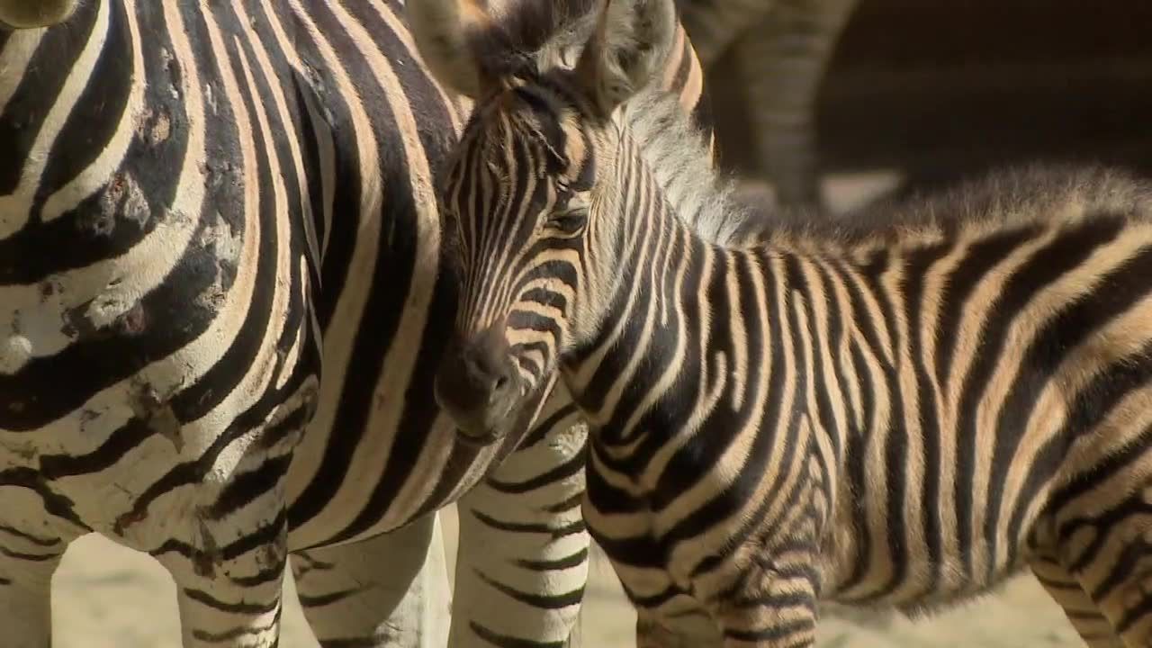 Krakowskie zoo powiększyło się o dwa pingwiny oraz zebrę. Wcześniej na świat przyszedł tygrys i wielbłąd