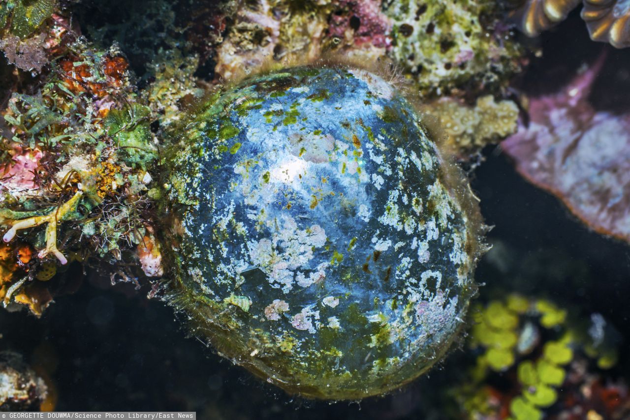 Dziwna "kulka" żyje w oceanach. To jeden z największych jednokomórkowców