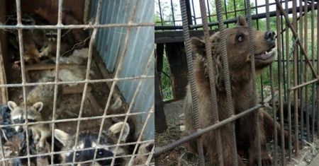 Opuszczone zoo. Zwierzęta umierają z głodu