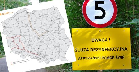 ASF w Polsce. Producenci trzody chlewnej chwalą GDDKiA