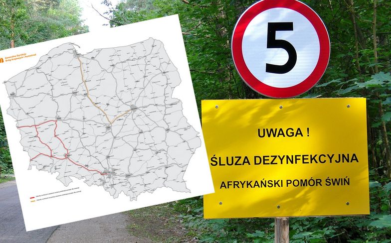 Generalna Dyrekcja Dróg Krajowych i Autostrad zamyka przejścia dla zwierząt wzdłuż kolejnych odcinków autostrad i dróg ekspresowych.