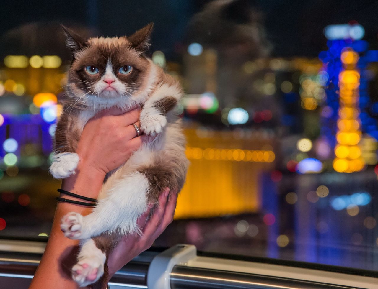 Grumpy Cat nie żyje. Legendarny kot z milionami na koncie miał 7 lat