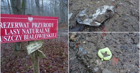 Tak ukrywa się koleiny po harvesterach w Puszczy Białowieskiej. Zasypują je śmieciami
