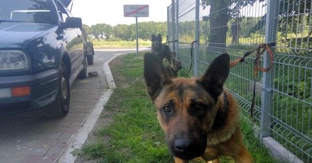 Brak wody i skandalicznie ciasne klatki. Tak wieziono psy przez kilkaset km