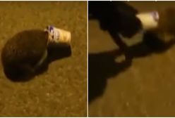 Jeż z kubkiem na głowie. Życie uratowali mu policjanci
