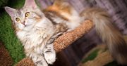 Maine Coon – delikatny gigant
