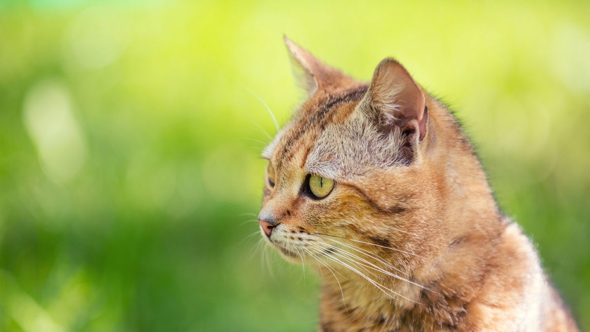 Portrait of cat walking outdoor