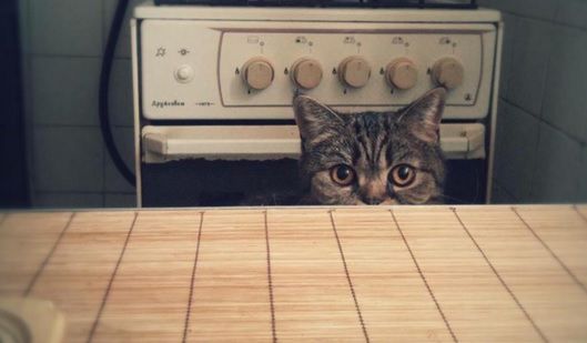 9 rzeczy, o których musisz wiedzieć, zanim przygarniesz kota