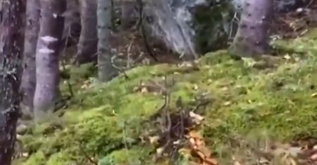 Ziemia "oddycha" w kanadyjskim lesie. Zagadkowe nagranie hitem sieci