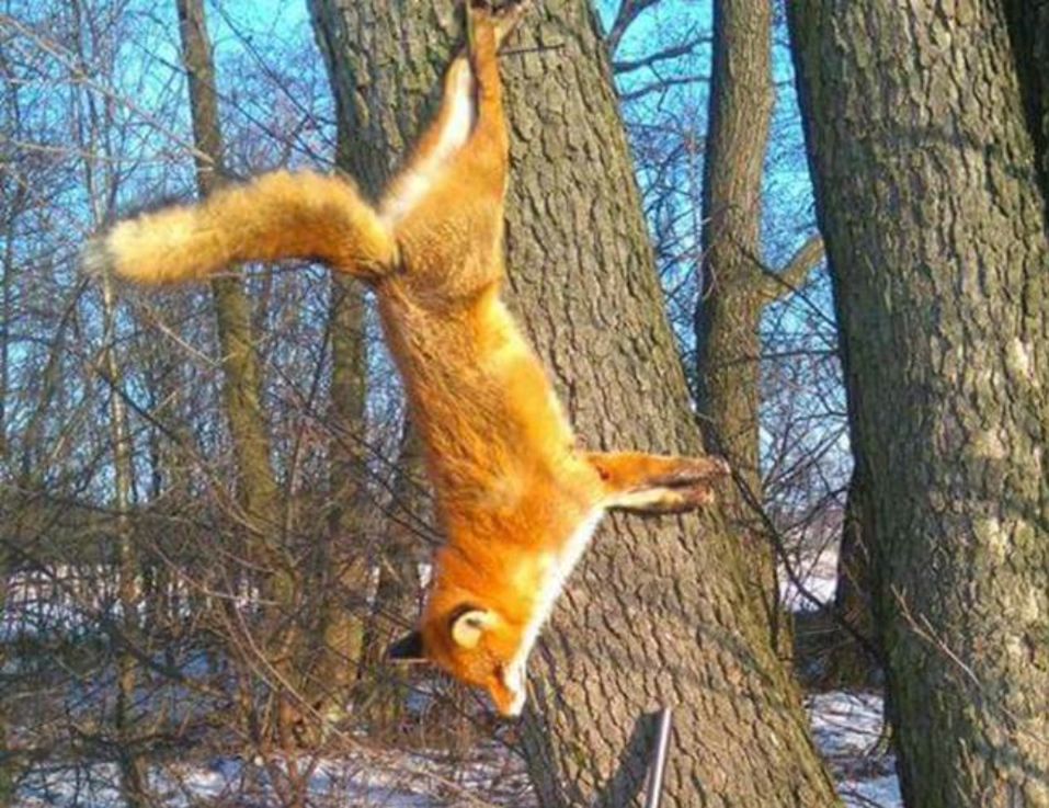 Myśliwy przybił lisa do drzewa. Udało się ustalić, kim jest zwyrodnialec
