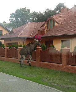 Uznam: łoś grasuje po wyspie. Po obu stronach granicy