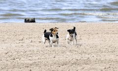 Przywiązali do drzewa dwa psy. Szukają osoby, które mogą się nimi zająć