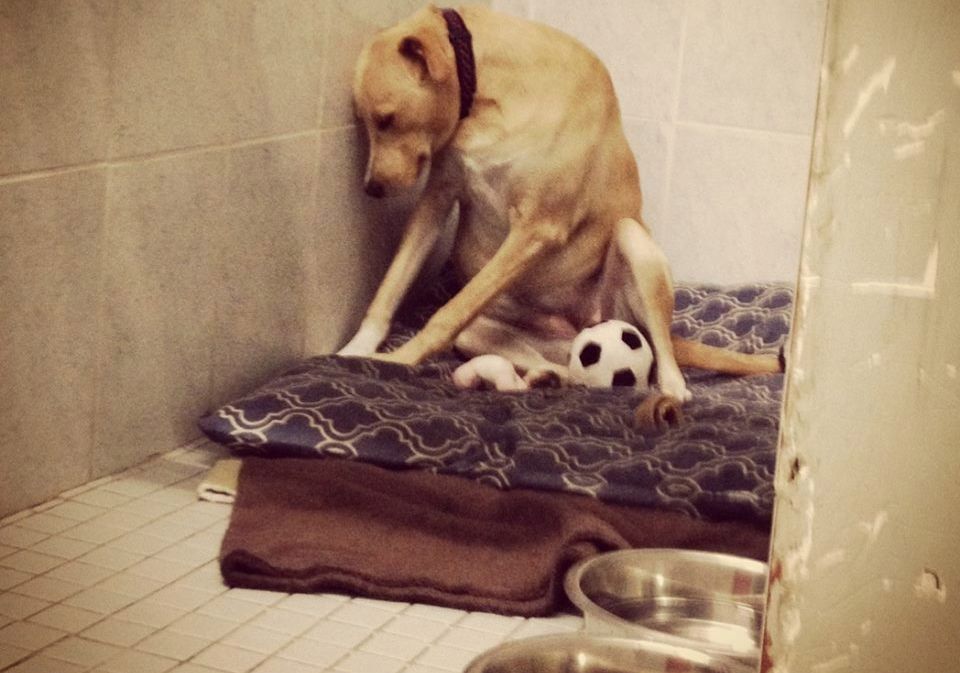 Najsmutniejszy pies na świecie znalazł dom