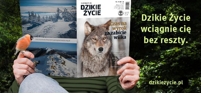  http://dzikiezycie.pl/ 