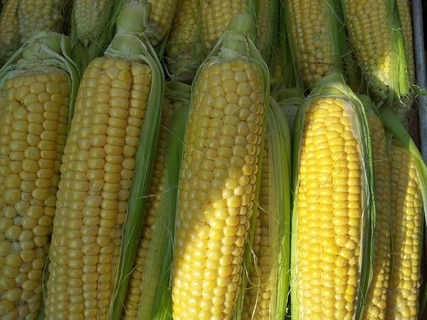 Nowa formuła fosforu: klucz do sukcesu w uprawie kukurydzy