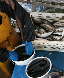 Ceny ryb jeszcze wzrosną. Pandemia zrobiła swoje