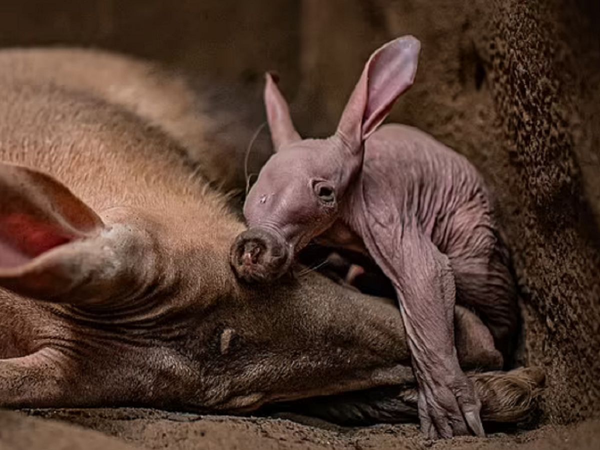 Niezwykły widok w zoo. Na świat przyszło bardzo rzadkie zwierzę