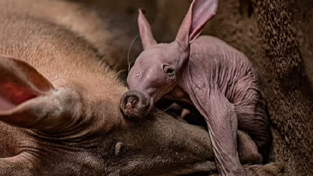 Mały mrównik nazywa się Zgredek.