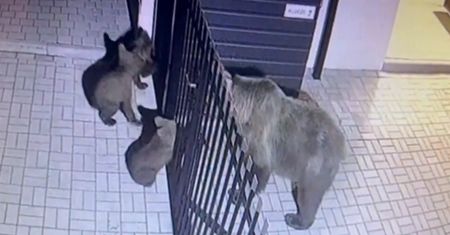 Ogrodzenie rozdzieliło niedźwiedzie. Nagranie z Zakopanego