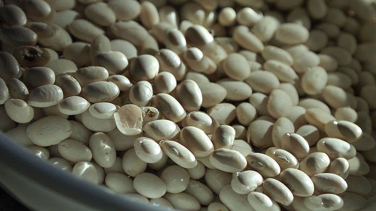 Surowe kiełki fasoli Navy