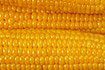 Zbiory kukurydzy będą na poziomie ubiegłego roku