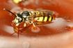 W tym roku pszczelarze uzyskają ok. 18 tys. ton miodu