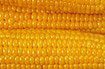Zbiory kukurydzy będą na poziomie ubiegłego roku