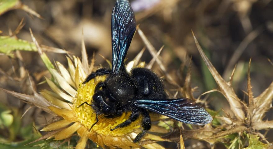 Czarna pszczoła w Polsce