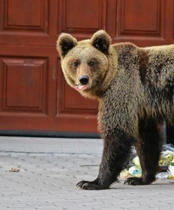 Niedźwiedzie podchodzą coraz bliżej domów. Tego absolutnie nie rób