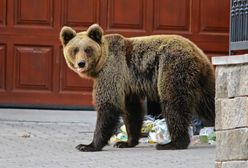 Niedźwiedzie podchodzą coraz bliżej domów. Tego absolutnie nie rób