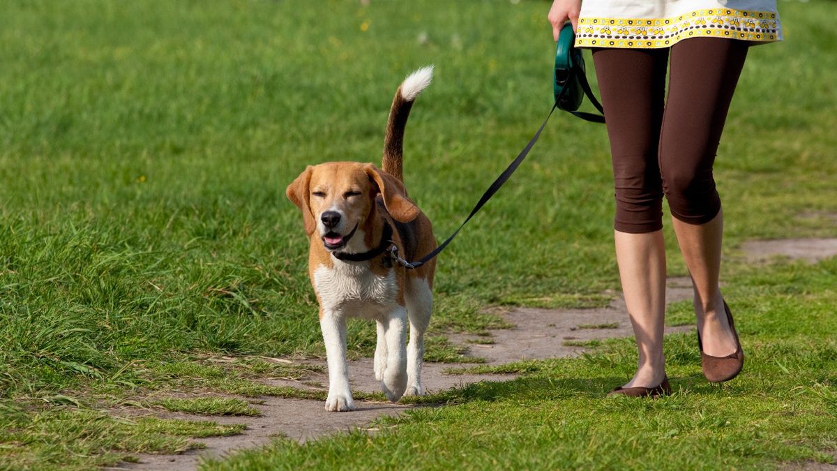 Spacery z czworonogiem w marcu