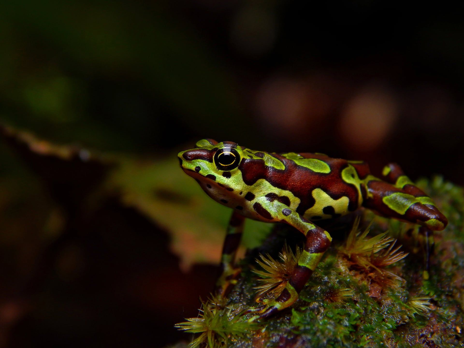 Zwycięskie zdjęcie w konkursie British Ecological Society pokazuje zależność zwierząt od ludzi 4