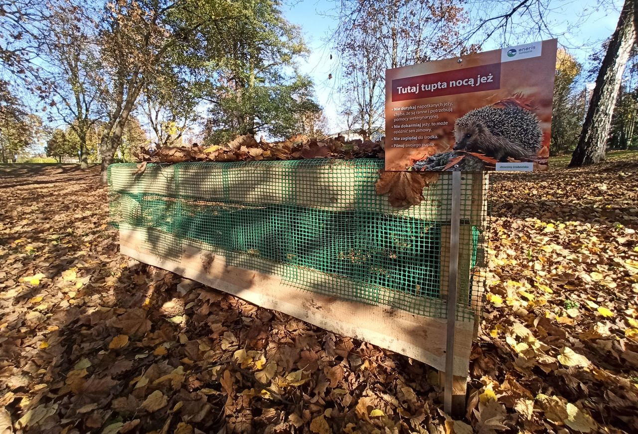 W Pile powstał dom dla jeży