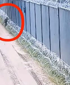 Interwencja Straży Granicznej. Akcja na granicy z Białorusią