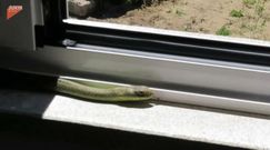 Wypłoszył węża z domu